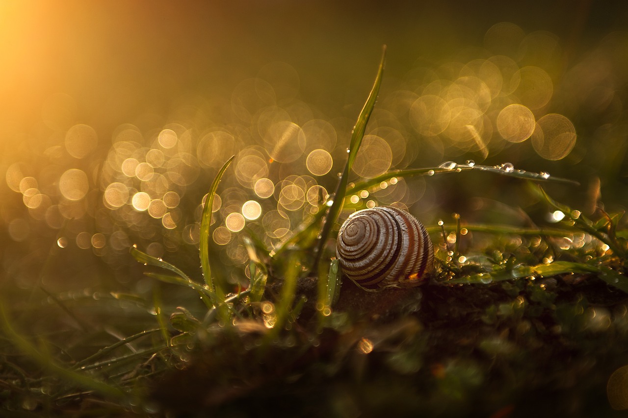 Plants and Consciousness - A Potential Existence